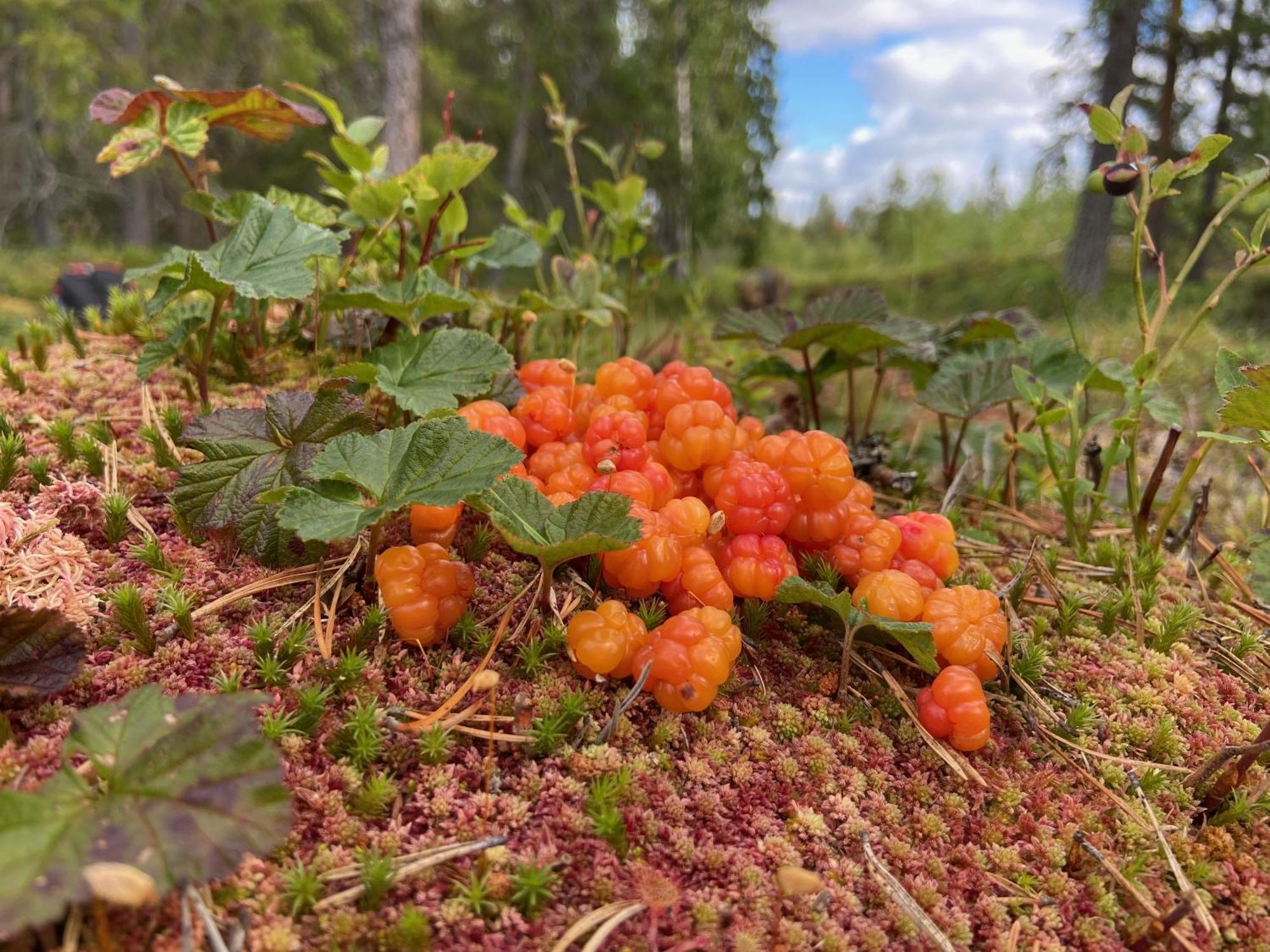 Vildmarksgard Lillviken Strömsund Екстериор снимка